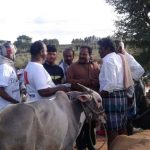 Pracaharm in Bagalur Cattle Market (3)