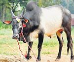kaalai