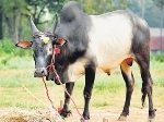 kalai