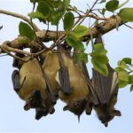 bats-hang