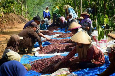 coffee farmers