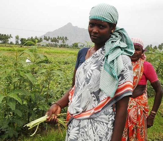 உசிலை வட்டார வெண்டைக்காய் விவசாயம் | படக் கட்டுரை