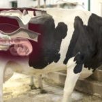 Artificial Insemination