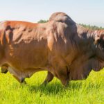 boran Bull
