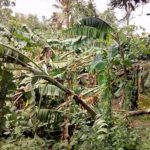 106_cyclone-gaja_tharangambadi