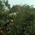 cyclone-gaja_nov_2018_Thiruvarur_71