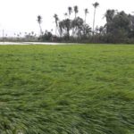 cyclone-gaja_nov_2018_orathanadu_11