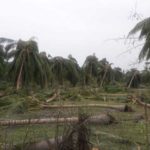 cyclone-gaja_nov_2018_orathanadu_56