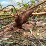 gaja_update_karuvakkurichi_16