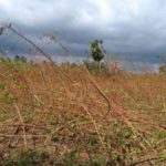 gaja_update_karuvakkurichi_20