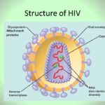 Structure of HIV Attachment proteins