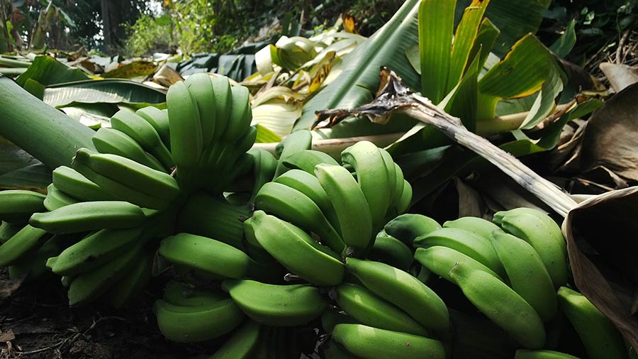 விற்பனைக்கு உதவாத வாழைகள்