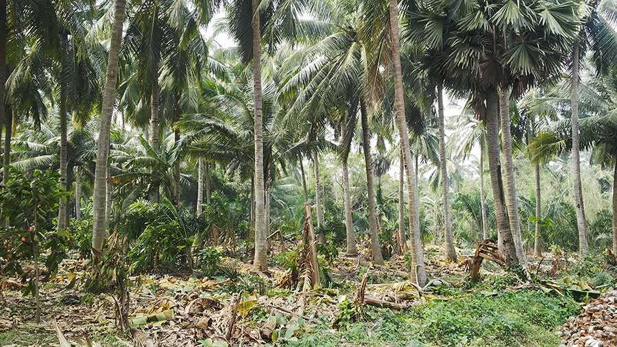சேதமடைந்த காக்கிநாடா வாழை விவசாயம்