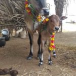 pongal_tamil-manjolai