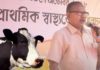 cow-Assam-mla