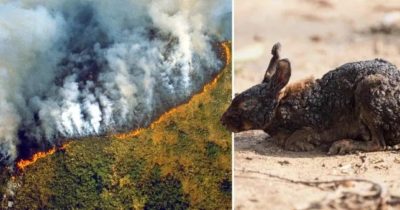 Amazone Forest fire