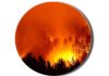 Forest-fire