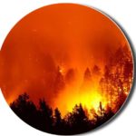 Forest-fire