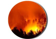 Forest-fire