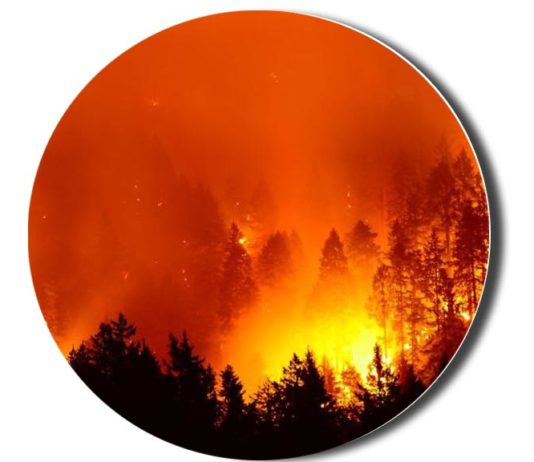 Forest-fire