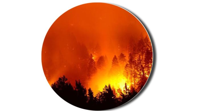 Forest-fire