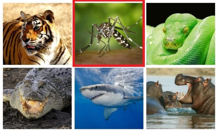 Most-Dangerous-Animals-in-the-world