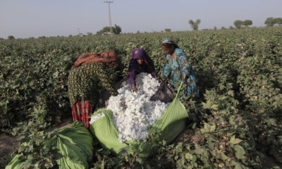 Pakistan Working women