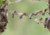 mandeville-the-Fable-of-the-bees-political-economy-Slider