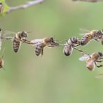 mandeville-the-Fable-of-the-bees-political-economy-Slider