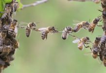 mandeville-the-Fable-of-the-bees-political-economy-Slider