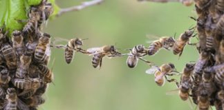 mandeville-the-Fable-of-the-bees-political-economy-Slider