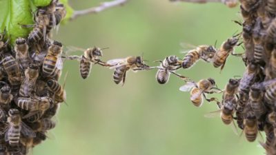 mandeville-the-Fable-of-the-bees-political-economy-Slider