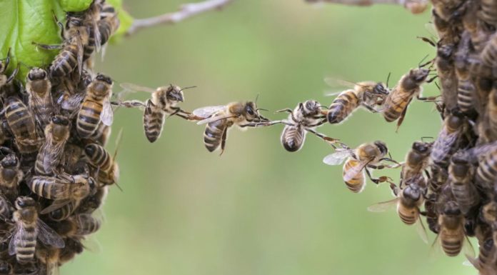 mandeville-the-Fable-of-the-bees-political-economy-Slider