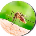 mosquito