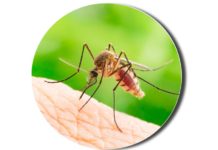 mosquito
