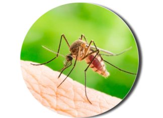 mosquito