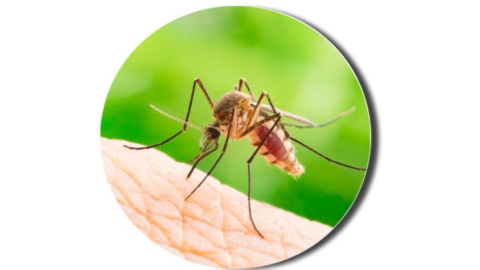 mosquito