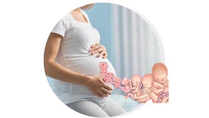 pregnancy-Slider