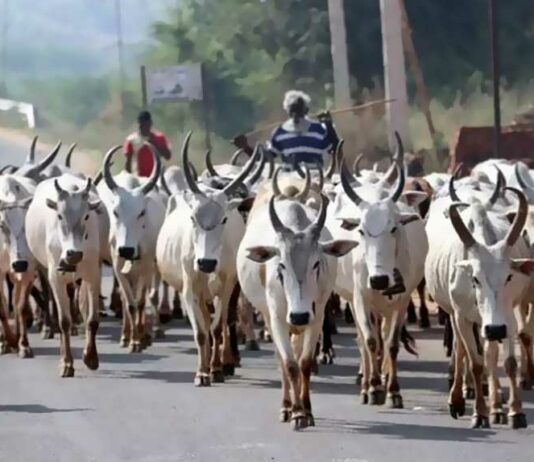 Ban on grazing cows in the forest! No ban on the bourgeois to deceive the country!