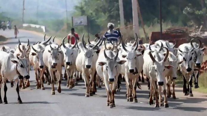 Prohibition-of-grazing-cows