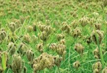 கிருஷ்ணகிரி: பருவமழையால் பயிர்கள் சேதம்!