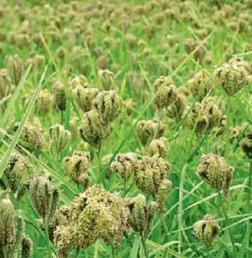 கிருஷ்ணகிரி: பருவமழையால் பயிர்கள் சேதம்!