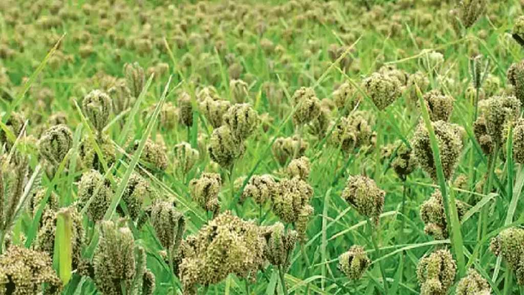 Finger-Millets
