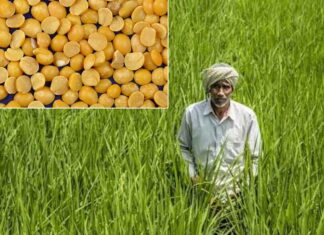 மஞ்சள் பட்டாணி இறக்குமதி வரி விலக்கு நீட்டிப்பு: அதானி-குஜராத்திகளுக்காக ஒழித்துக்கட்டப்படும் இந்திய விவசாயிகள்