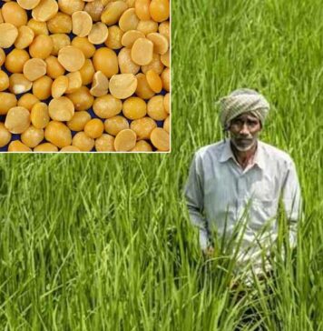 மஞ்சள் பட்டாணி இறக்குமதி வரி விலக்கு நீட்டிப்பு: அதானி-குஜராத்திகளுக்காக ஒழித்துக்கட்டப்படும் இந்திய விவசாயிகள்