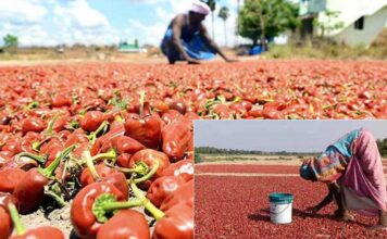 தூத்துக்குடி விளாத்திகுளம்: இரத்தக் கண்ணீர் வடிக்கும் வத்தல் விவசாயிகள்!