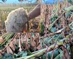 ஆலங்கட்டி மழை: இயற்கையின் எச்சரிக்கை… அரசின் துரோகம்!