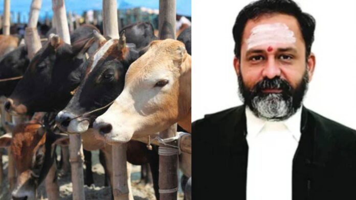 தமிழ்நாட்டில் மாடு வெட்ட தடை: மக்களின் உணவு உரிமையைப் பறிக்கும் உயர்நீதிமன்றம்