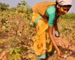 பருத்தி இறக்குமதி வரி ரத்து: விவசாயிகளைப் பலிகொடுக்கும் அமெரிக்க அடிமை மோடி அரசு!