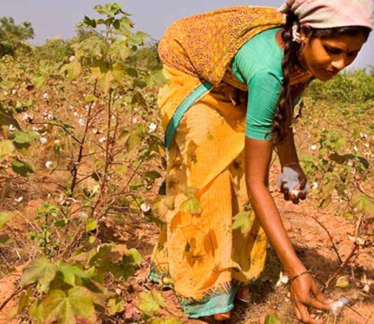 பருத்தி இறக்குமதி வரி ரத்து: விவசாயிகளைப் பலிகொடுக்கும் அமெரிக்க அடிமை மோடி அரசு!